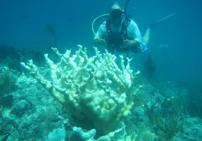 Marine scientist photographing bleached corals